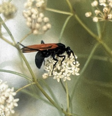 Pepsis grossa