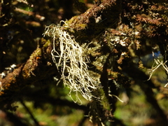 Ramalina farinacea