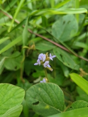 Calopogonium mucunoides