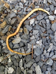 Storeria occipitomaculata obscura