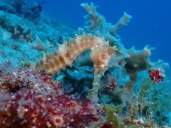 Hippocampus histrix