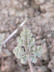 Cristaria