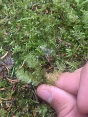 Mniaceae