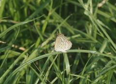 Pseudozizeeria maha okinawana