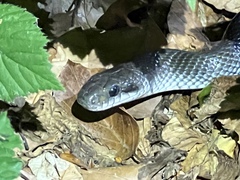 Zamenis longissimus