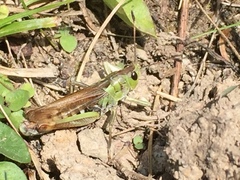 Gomphocerus sibiricus