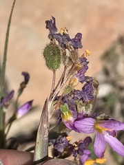 Olsynium scirpoideum