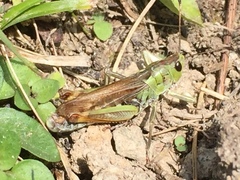 Gomphocerus sibiricus
