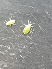 Macrosiphum euphorbiae