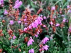 Erica ciliaris
