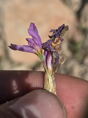 Olsynium scirpoideum