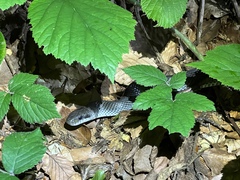 Zamenis longissimus