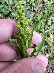 Solidago sempervirens