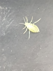 Macrosiphum euphorbiae