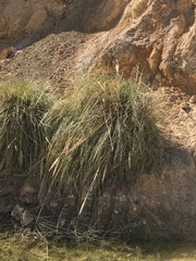 Cortaderia