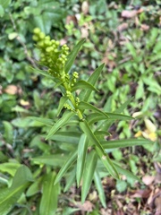 Solidago sempervirens
