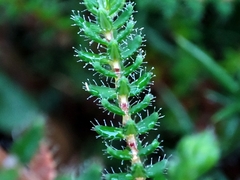 Erica ciliaris