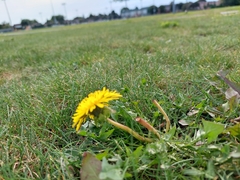 Taraxacum officinale
