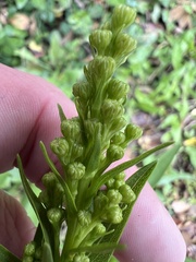 Solidago sempervirens