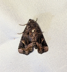Homophoberia apicosa