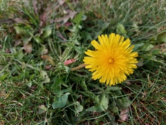 Taraxacum officinale