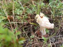 Helvella crispa