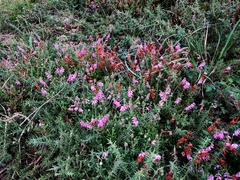 Erica ciliaris