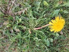 Taraxacum officinale