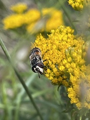 Copestylum marginatum