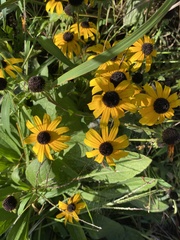 Rudbeckia