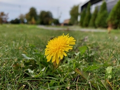 Taraxacum officinale