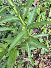 Solidago sempervirens