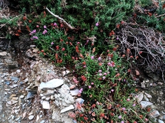 Erica ciliaris