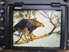 Stephanoaetus coronatus