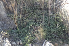 Aspalathus rigidifolia