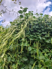 Anredera cordifolia
