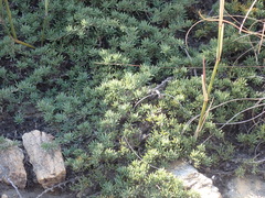 Aspalathus rigidifolia