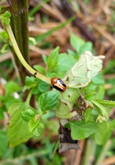 Cryptocephalus sehestedti