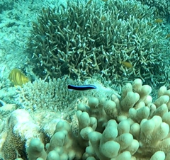 Labroides dimidiatus