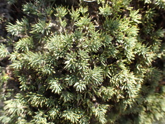 Aspalathus rigidifolia