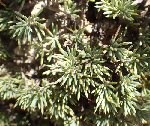 Hardleaf Capegorse (Aspalathus rigidifolia)