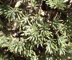 Aspalathus rigidifolia