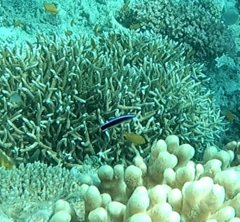 Labroides dimidiatus