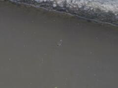 Tetragnatha keyserlingi