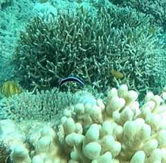 Labroides dimidiatus