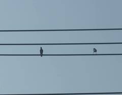 Acridotheres javanicus