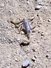 Paruroctonus silvestrii