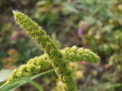 Setaria italica