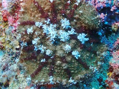 Rhodactis bryoides