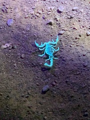 Paruroctonus silvestrii